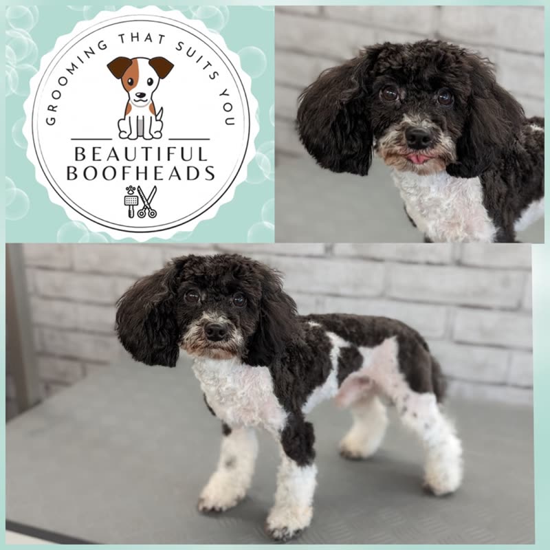 A freshly groomed black-and-white cockapoo, head and full-body shots side by side