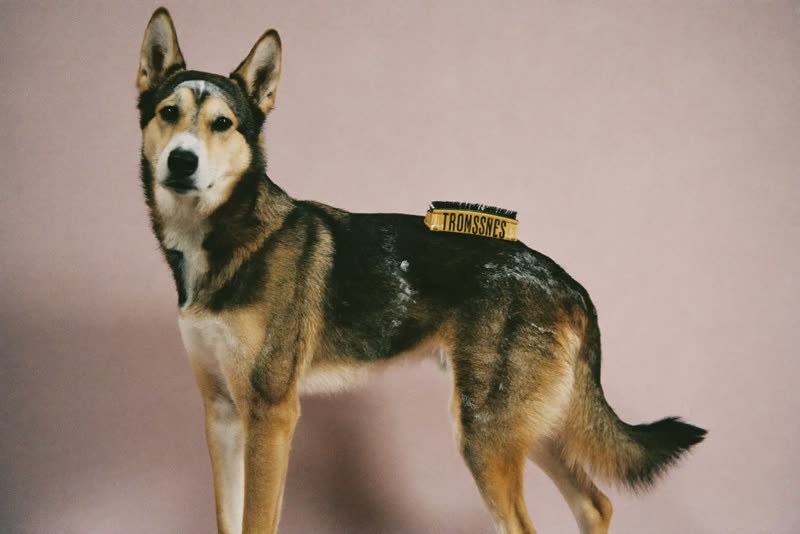 A freshly groomed dog standing side-on